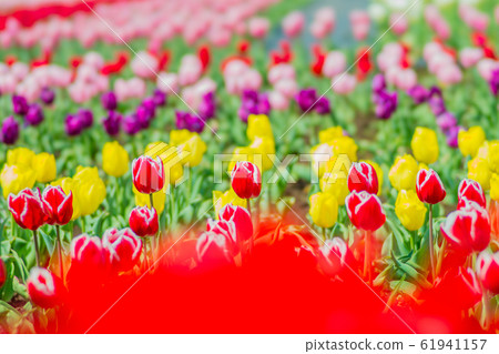 Tulip Tulip 61941157