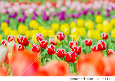 Tulip Tulip 61941158