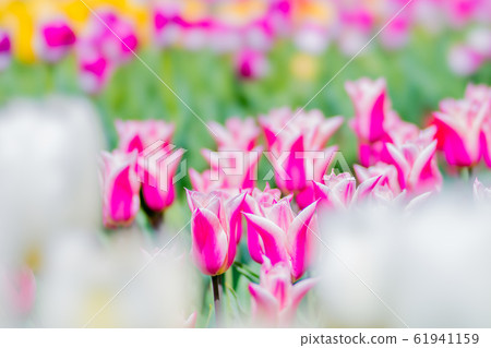 Tulip Tulip 61941159