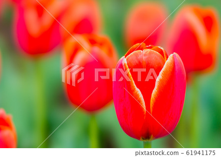 Tulip Tulip 61941175