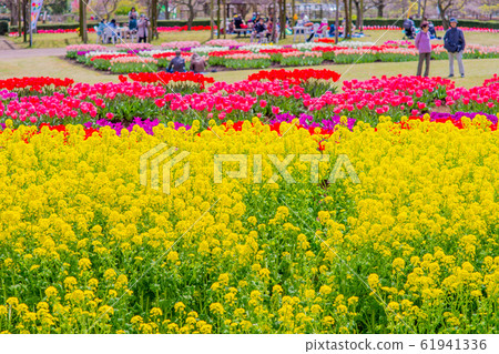 Tulip Tulip 61941336