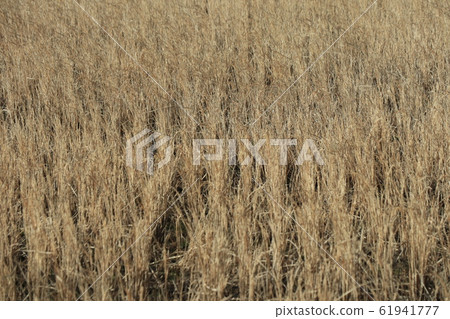 One rice paddy rice field 61941777