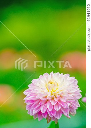 Dahlia Dahlia 61941930
