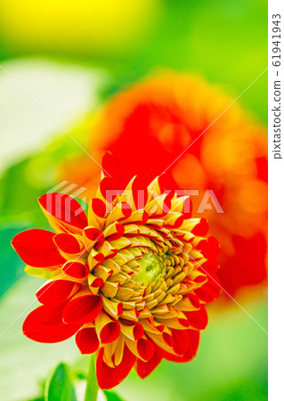 Dahlia Dahlia 61941943