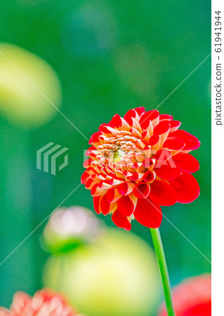 Dahlia 61941944