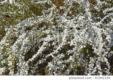 Yukiyanagi（Yukiyanagi） 61942194