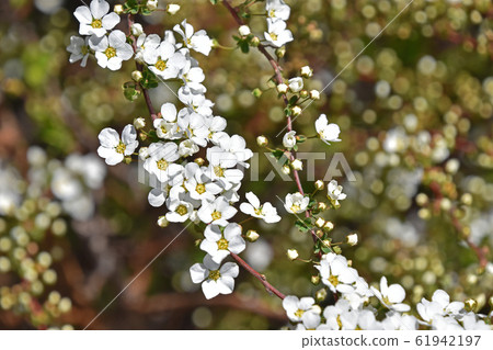 Yukiyanagi (Yukiyanagi) 61942197