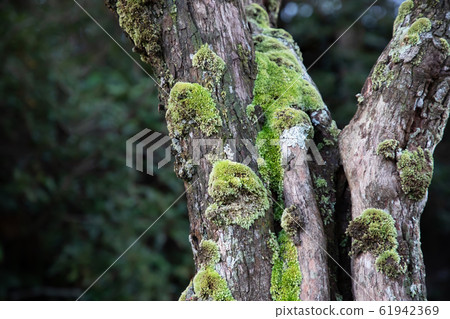 Beautiful Bright Green moss grown up cover  61942369
