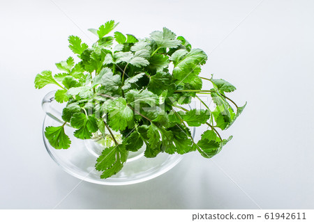 Pakchi coriander image Pakchi coriander image 61942611