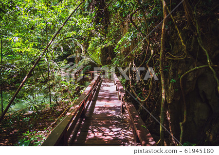 Wooden bridge, nature trail, mangrove forest at Than Bok Thorni Waterfall National Park. nature, 61945180