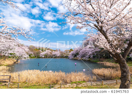 Prefectural Mitsuike Park Prefectural Mitsuike Park 61945763