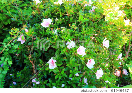 春天,花,野花,花園,花園,春天 春天,花,野花,花園,花園,春天 61946487