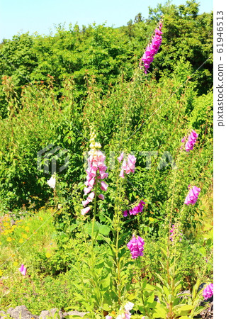 春天,花,野花,花園,花園,春天 春天,花,野花,花園,花園,春天 61946513