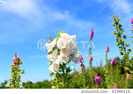 春天,花,野花,花園,花園,春天 春天,花,野花,花園,花園,春天 61946516