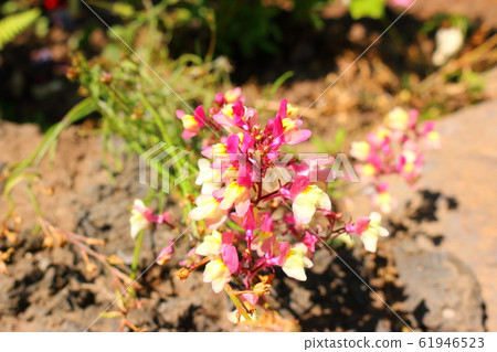 春天,花,野花,花園,花園,春天 春天,花,野花,花園,花園,春天 61946523