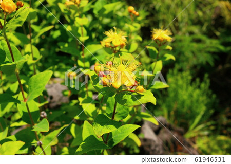春天,花,野花,花園,花園,春天 春天,花,野花,花園,花園,春天 61946531