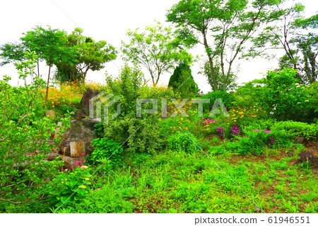 春天,花,野花,花園,花園,春天 春天,花,野花,花園,花園,春天 61946551