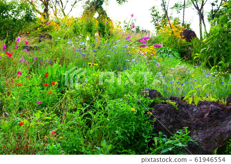 Spring, flowers, wildflowers, garden, flower garden, spring 61946554