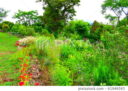 春天,花,野花,花園,花園,春天 春天,花,野花,花園,花園,春天 61946565