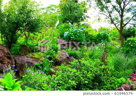 春天,花,野花,花園,花園,春天 春天,花,野花,花園,花園,春天 61946574