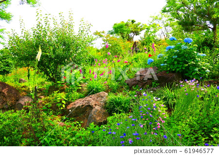 春天，花，野花，花園，花園，春天 61946577