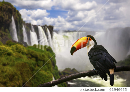 Toucan on the background of Iguazu Falls. Brazil. Traveling South America. Toucan on the background of Iguazu Falls. Brazil. Traveling South America. 61946655