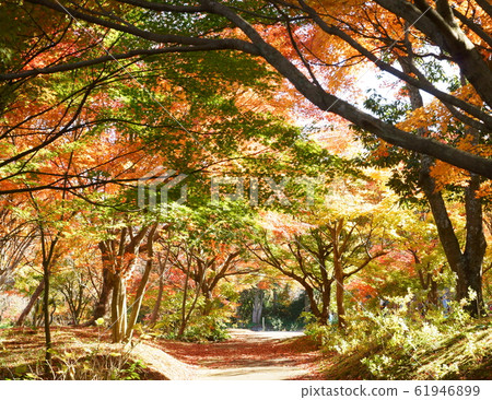 Tunnel of autumn leaves 61946899