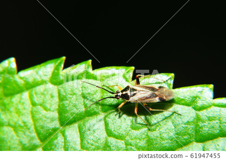 小面烏龜(雄性) 小面烏龜(雄性) 61947455