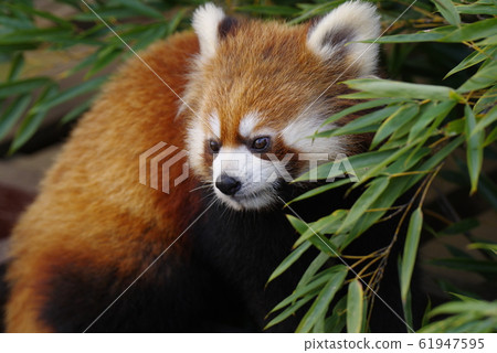 Lesser panda 61947595