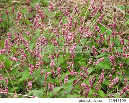Persicaria longise 61948109