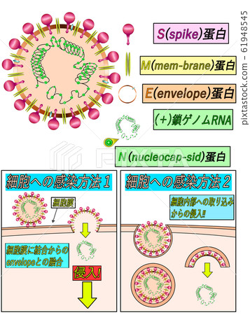 Coronavirus structure illustration Coronavirus structure illustration 61948545