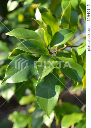 Tree: Karatane Ogatama Magnolia family Tree: Karatane Ogatama Magnolia family 61949145
