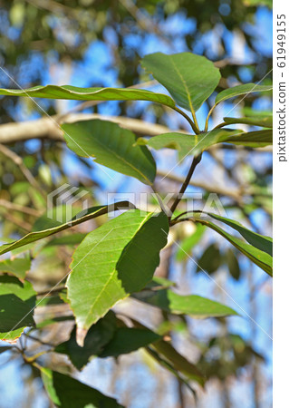 Tree: Arakashi beech family Tree: Arakashi beech family 61949155