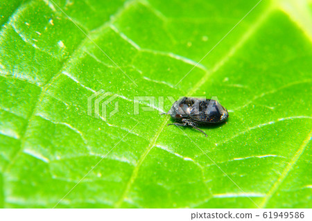 Black-backed leafhopper 61949586