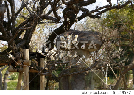 Arao City Miyazaki Brothers Birthplace Plum blossoms, 61949587