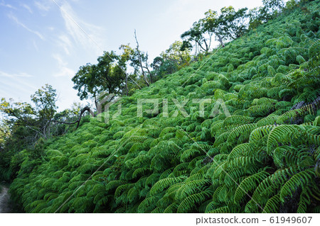 Ferns on the slope 61949607
