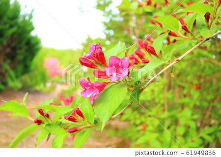 Spring, flowers, wildflowers, garden, flower garden, spring, temples, hanok, Spring, flowers, wildflowers, garden, flower garden, spring, temples, hanok, 61949836