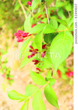Spring, flowers, wildflowers, garden, flower garden, spring, temples, hanok, 61949837