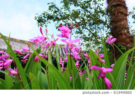 春天，鮮花，野花，花園，花園，春天，寺廟，韓屋， 61949860