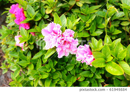 春天，鮮花，野花，花園，花園，春天，寺廟，韓屋， 61949884