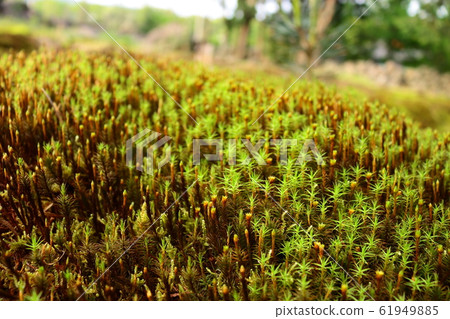 春天，鮮花，野花，花園，花園，春天，寺廟，韓屋， 61949885