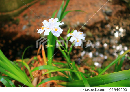 Spring, flowers, wildflowers, garden, flower garden, spring, temples, hanok, Spring, flowers, wildflowers, garden, flower garden, spring, temples, hanok, 61949900