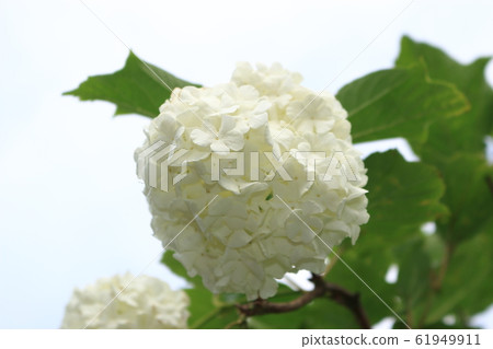 Spring, flowers, wildflowers, garden, flower garden, spring, temples, hanok, Spring, flowers, wildflowers, garden, flower garden, spring, temples, hanok, 61949911