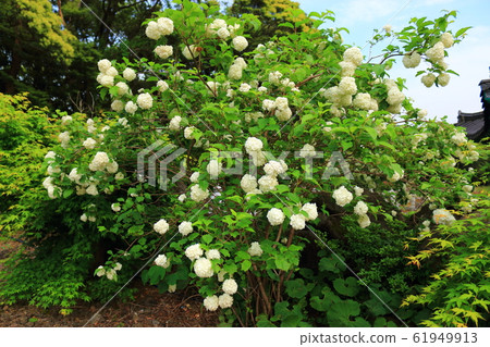 春天,鮮花,野花,花園,花園,春天,寺廟,韓屋, 春天,鮮花,野花,花園,花園,春天,寺廟,韓屋, 61949913