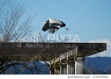 Egret, heron, 2020, february, sunny 61950982