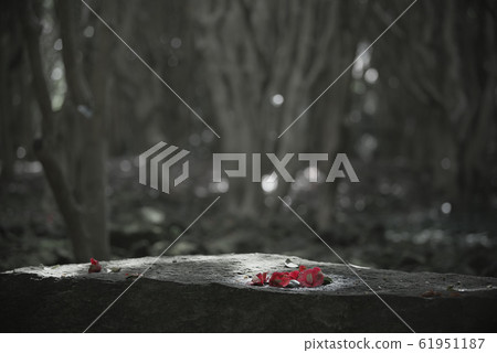 asa山茶花林 61951187