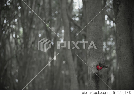 asa山茶花林 61951188