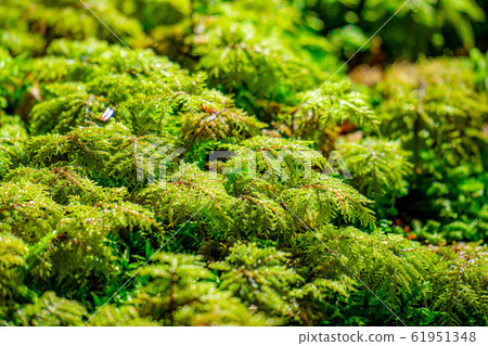 苔蘚野生苔蘚森林[長野縣] 61951348
