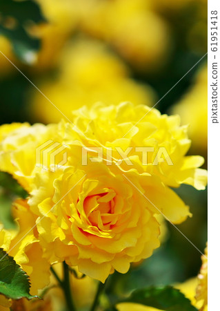 黃色發光的花園 61951418