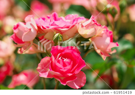 花最好的花 61951419